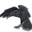 Black Raven