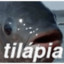 Tilápia