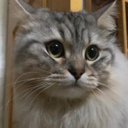 憨憨你懂不懂事啊