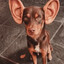cão imbigo