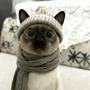 冰红茶的花语是什么