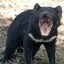 Tasmanian Devil