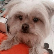 精灵王子小旺仔