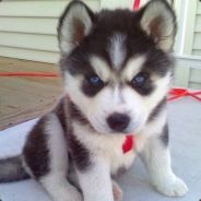 只是玩单机而已