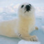 Harp Seal (Official)