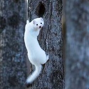 Rat bastard