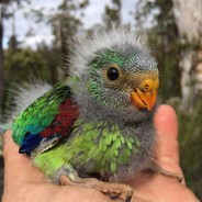 baby parrot