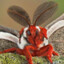 Cecropia