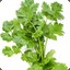 Coriander Leaf