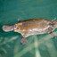 platypus