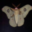 GIANT MOTH