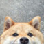 Shiba