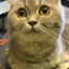 猫三疯