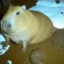 Siren + Capybara