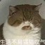 生活不易猫猫叹气