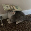CAT + 20$