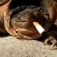 Особо напасен