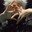 Sh_arp