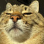 cat chill