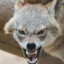 DeltaJackal