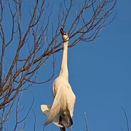 第五人格跑男前来报到