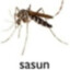 sasun