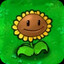 Girasol