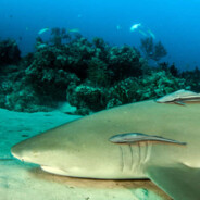 Lemon Shark