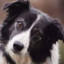 Mickeyzebordercollie