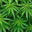Marijuana