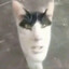 GATO