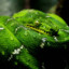 Vipera.in.herba