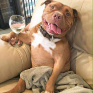 cachorro petebum