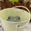 Bucket of Frogs