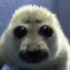 Seal of Approval