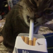 何人不识王小美