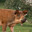 Lontro