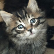 能力越小，责任越小