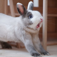 走在香煎的小鹿上