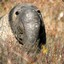 Elephant Seal