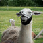 Happy Lama