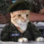 Corporal Cat