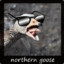 northerngoose