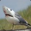 SharkGull