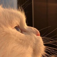 小熊软糖洞拐拐