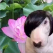 nb闪电无敌暴龙小呆呆