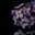 syringa