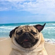 Avatar of MINI MOPS
