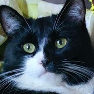 отчим аязика