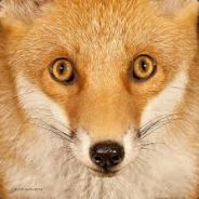 SlyFox